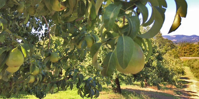 Anjou pears on a tree in a sunny orchard with a dirt road